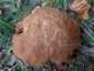 Nyárfa-érdestinóru (Leccinum duriusculum), Zemplén